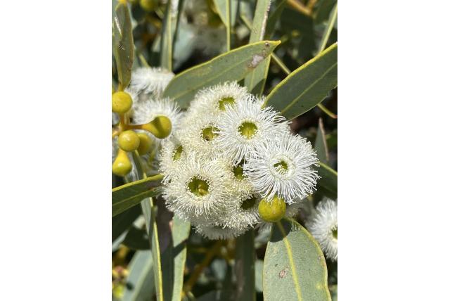 Johnson's Eucalyptus Johnson's Eucalyptus