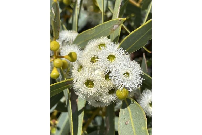 Eucalyptus johnsoniana 3583