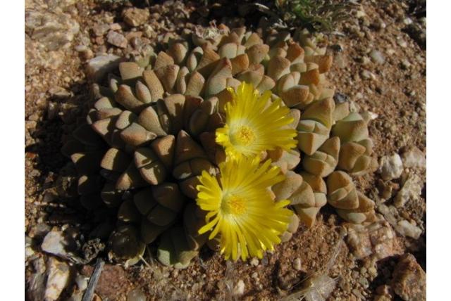 Carl Schmidt's cheiridopsis