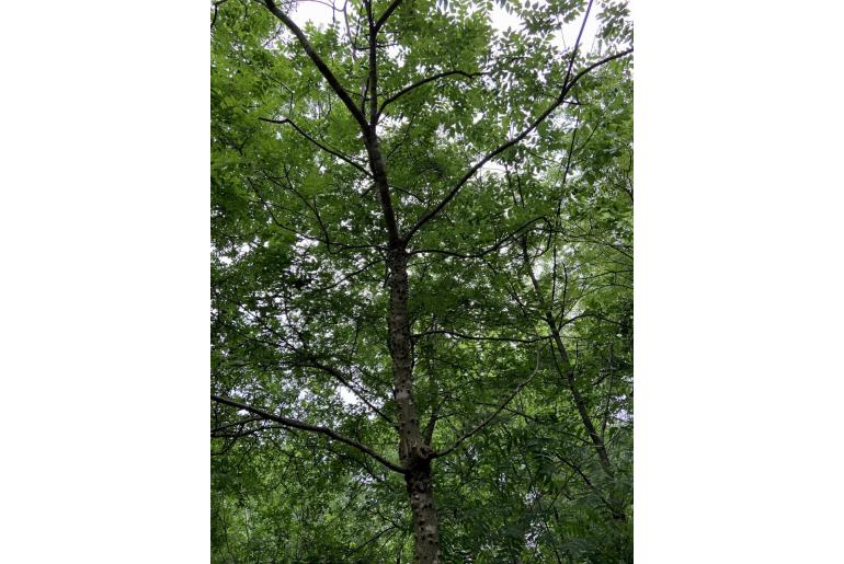 Juglans nigra -3595