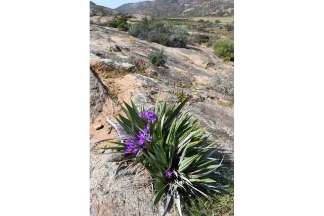 Drège's Baviaanbloem