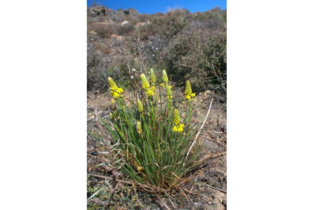 Ethiopische bulbine