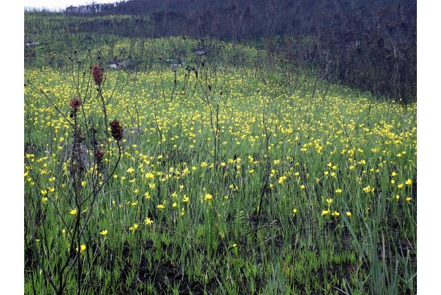 Bladerloze bobartia
