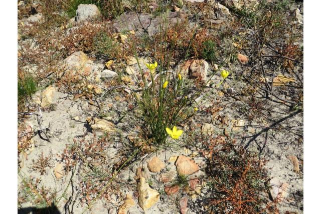 Draadbladige bobartia