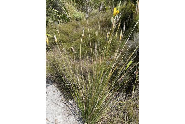 Zwaard bobartia