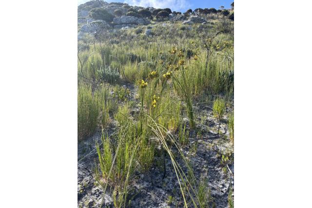 Grotere bobartia
