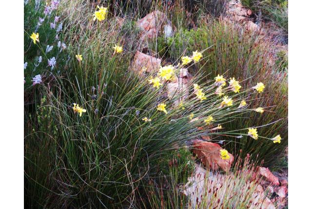 Bobartia met groot schutblad