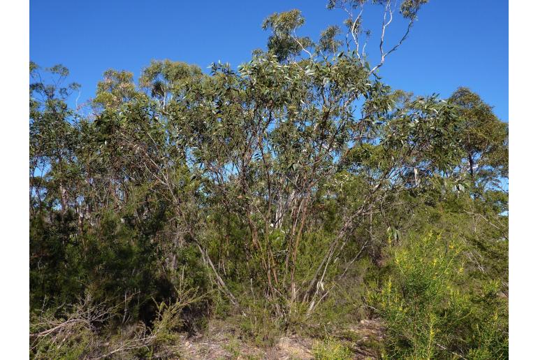 Eucalyptus langleyi 3631