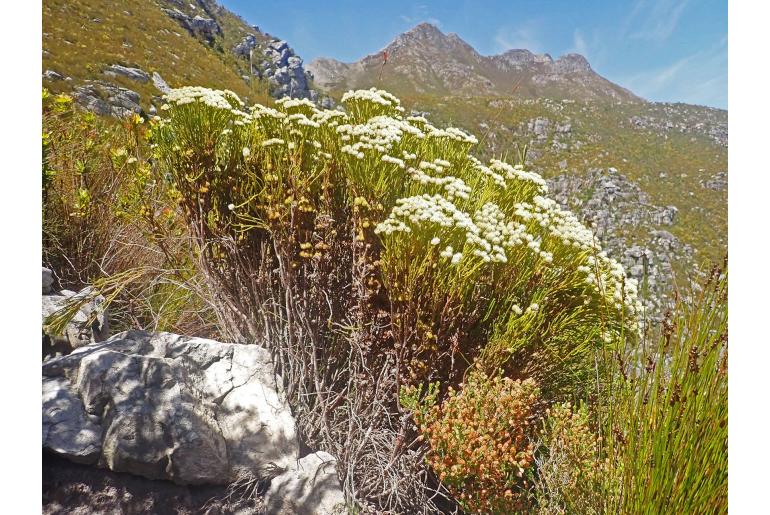 Brunia paleacea -3634