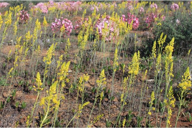 Aloe bulbine
