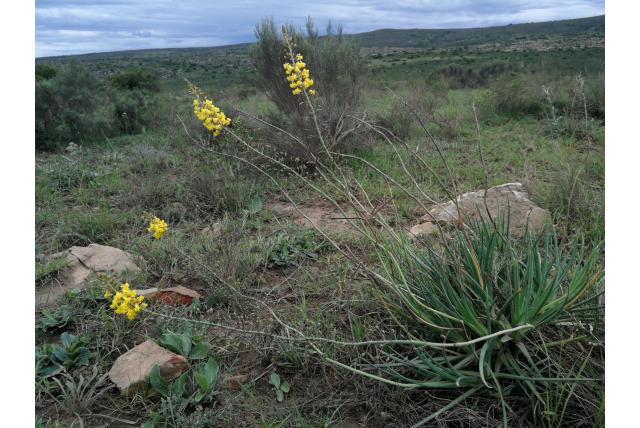 Spreidende bulbine