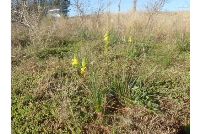 Hazenpoot bulbine