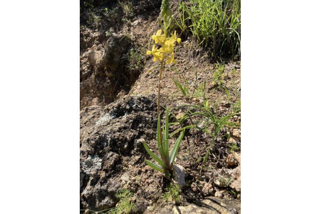 Afgebeten bulbine