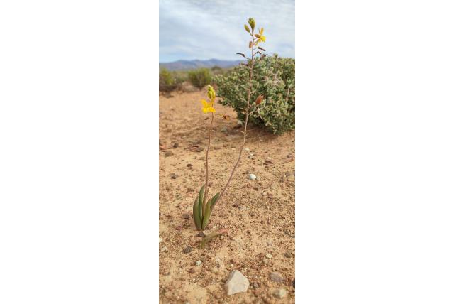 Vetplant bulbine