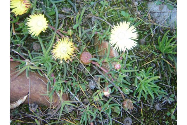 Cephalophyllum met variabele bladeren