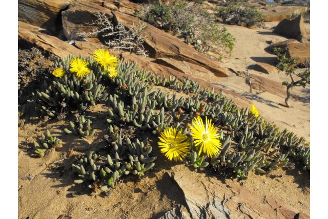 Cephalophyllum met schutbladeren