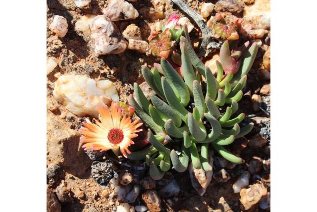 Witte cephalophyllum