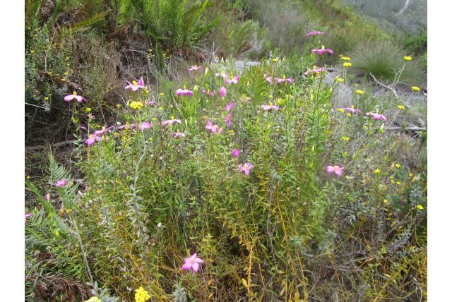 Chironia met melampyrum-achtig blad