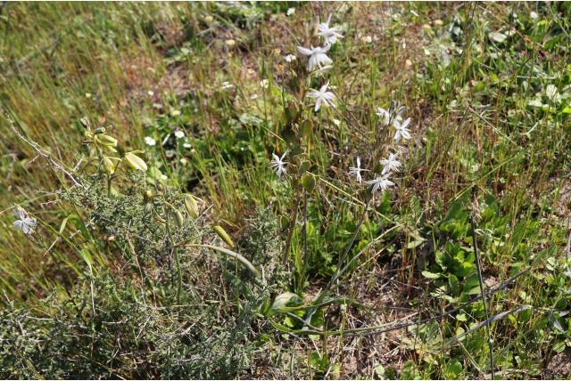 Graslelie met gras-achtig blad