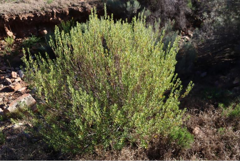 Clutia daphnoides -3679