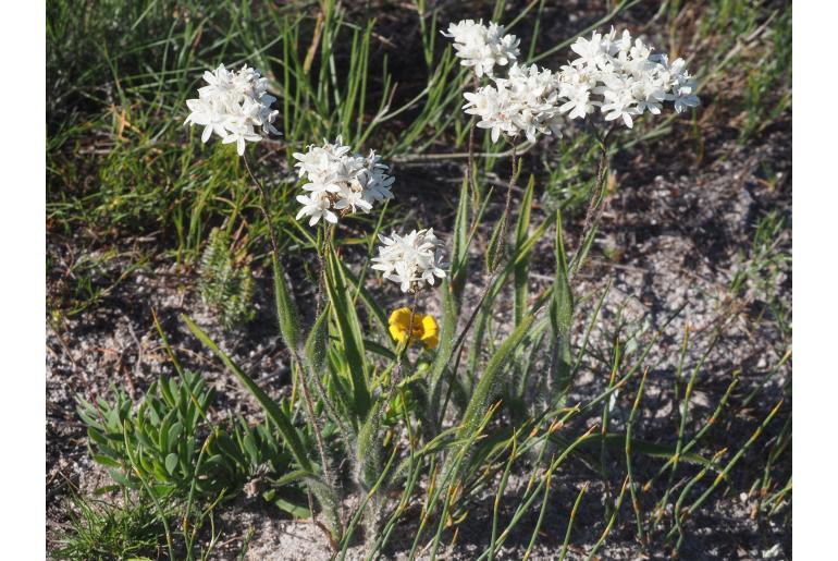 Corymbium villosum 3685
