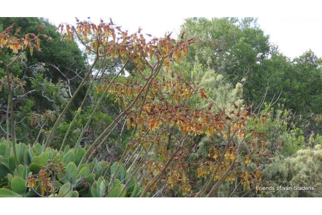 Fluwelen cotyledon