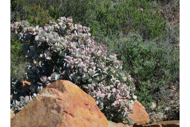 Boomvormige crassula