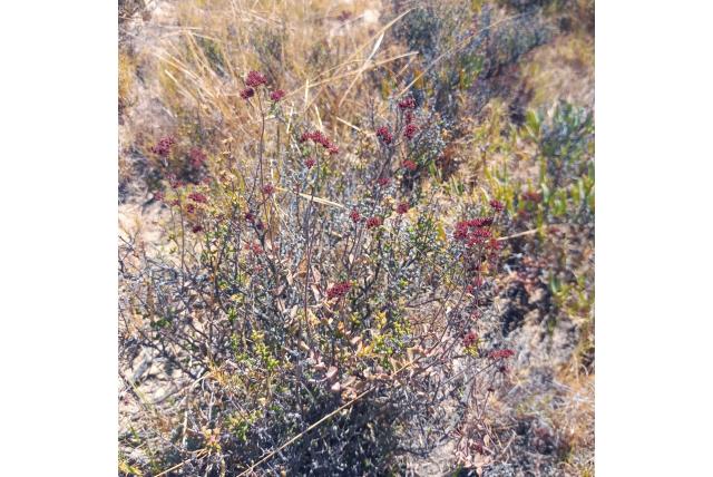 Paarse crassula