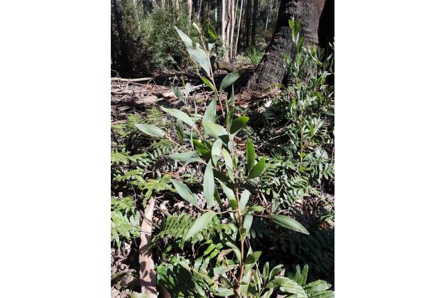 Berg acacia