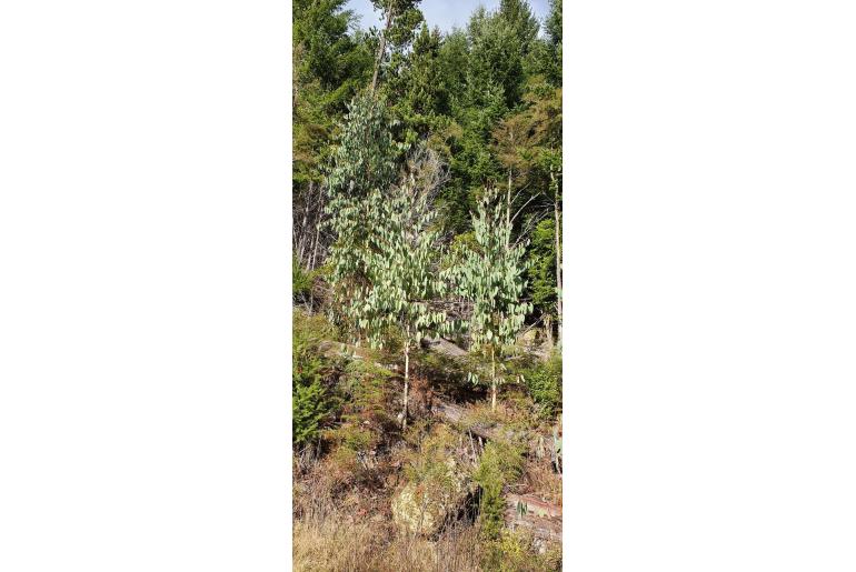 Eucalyptus delegatensis -3701