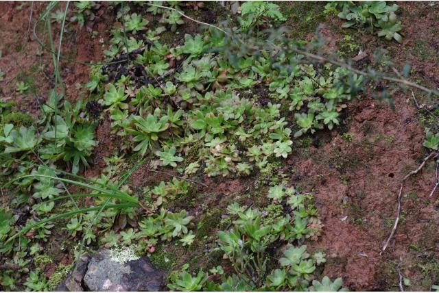 Circulaire crassula