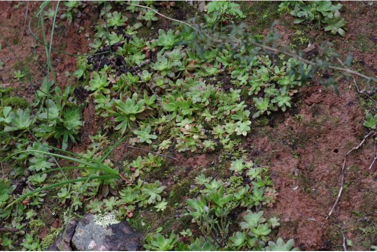 Crassula orbicularis 3708