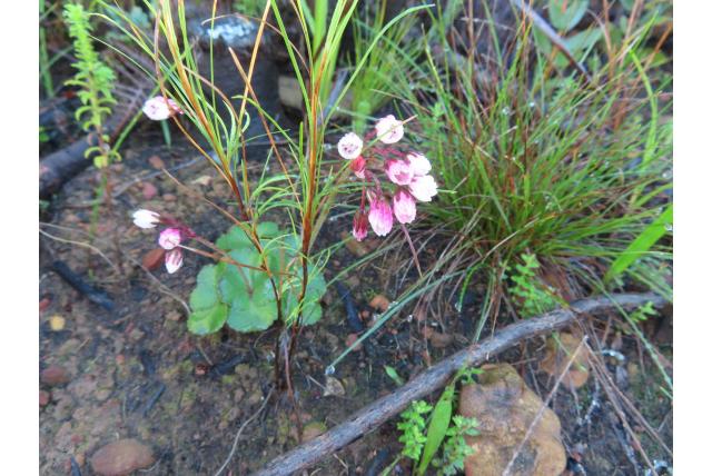 Kaapse crassula