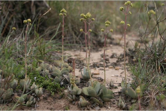 Cotyledon crassula