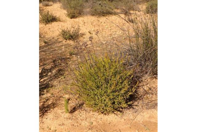 Granieten crassula