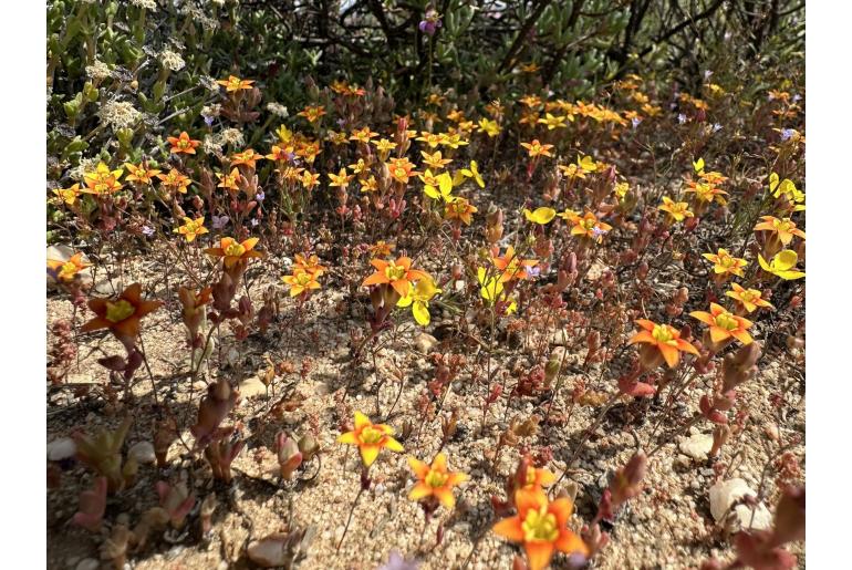 Crassula dichotoma 3716