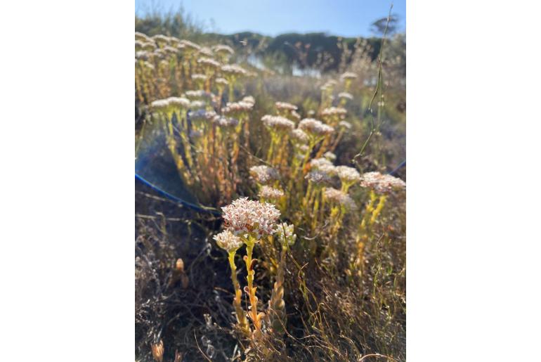 Crassula fallax 3718