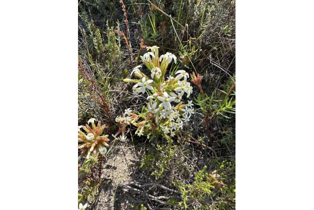 Geurende crassula