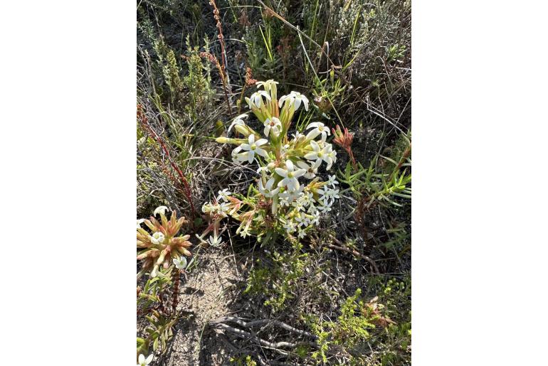 Crassula fascicularis 3719