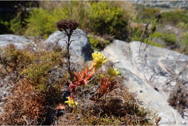 Gele crassula