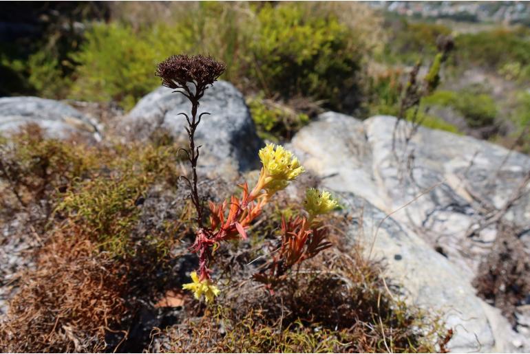 Crassula flava 3720