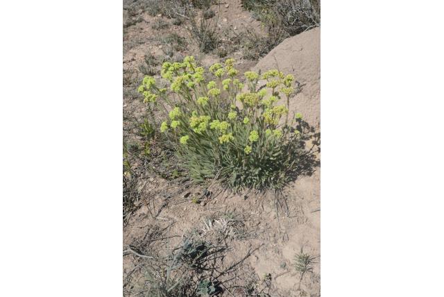 Borstelige crassula