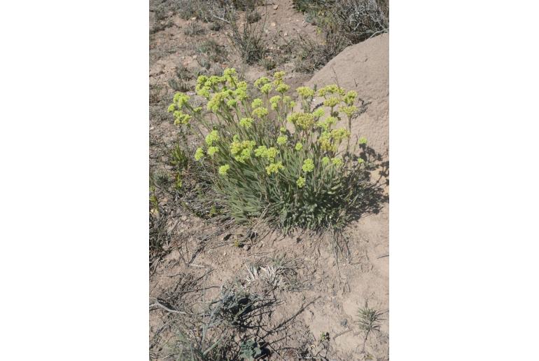 Crassula mesembryanthoides ssp hispida 3721