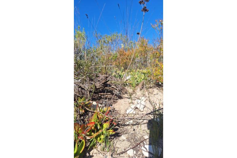 Crassula nudicaulis 3723