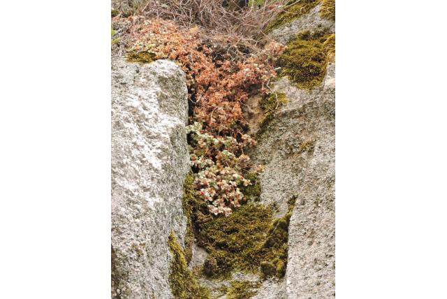 Transparante crassula