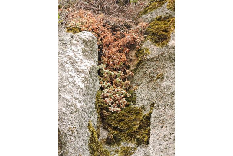 Crassula pellucida ssp pellucida 3724