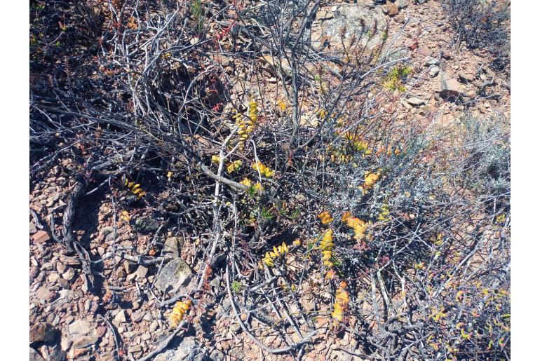Crassula perforata 3725