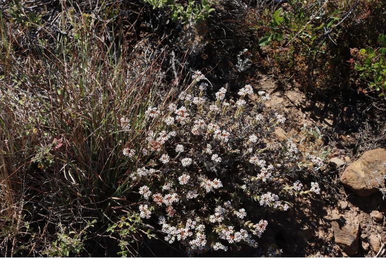 Crassula pruinosa 3726
