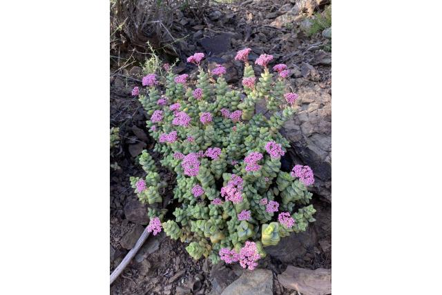 Rots crassula