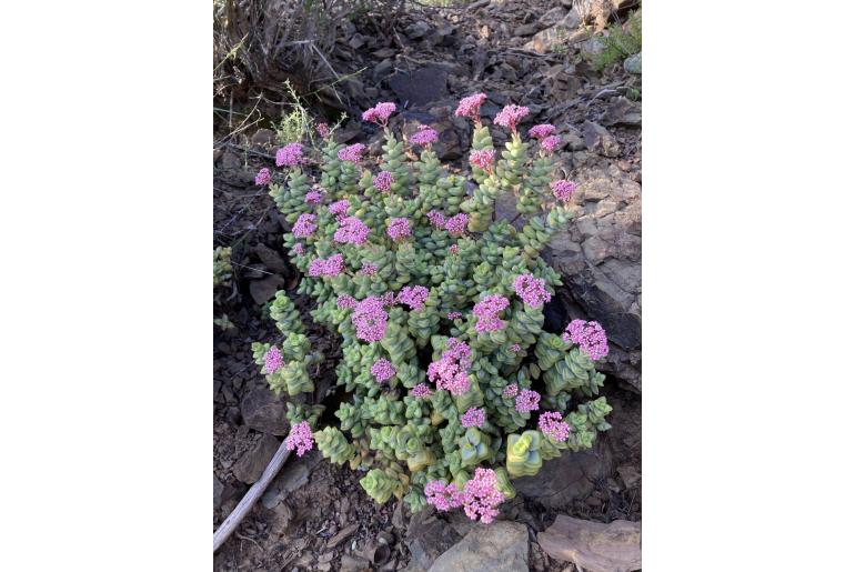 Crassula rupestris 3727